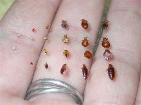 Can You See Bedbugs: Size, Identification, Removal, Prevention